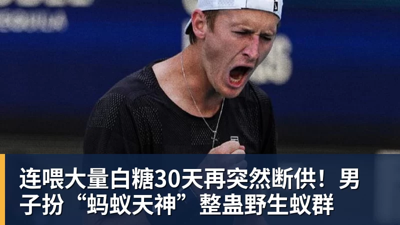 连喂大量白糖30天再突然断供!男子扮“蚂蚁天神”整蛊野生蚁群